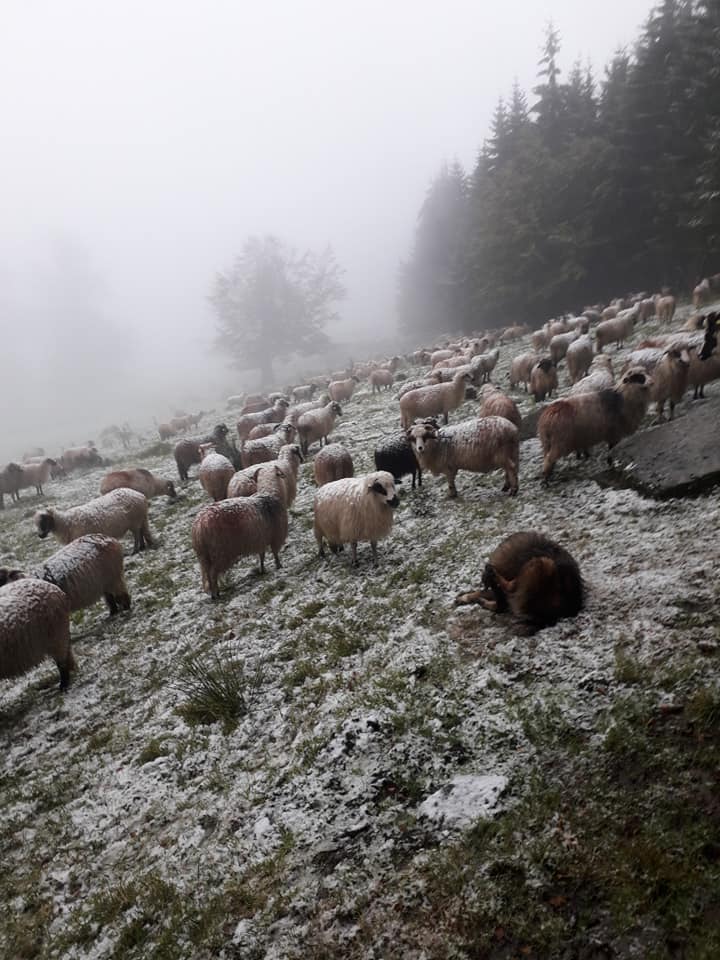 Video Brașov. NINGE în Poiana Brașov! 7