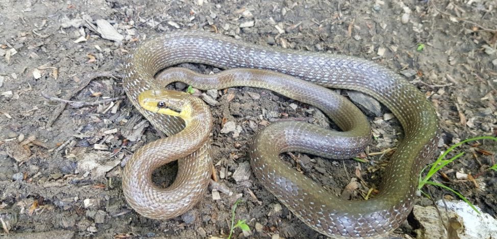 Exemplar extrem de rar de şarpe, găsit după ani de căutări, într-o pădure din România. Reacționează violent și mușcă atunci când este prins 1