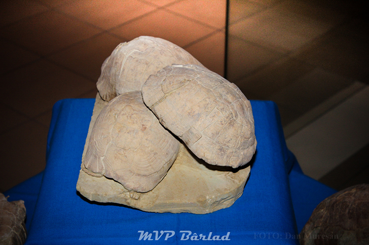 (Foto) Țestoasele de la Crețești, expuse la muzeu, după ample cercetări științifice. Au trăit acum 7 milioane de ani 2