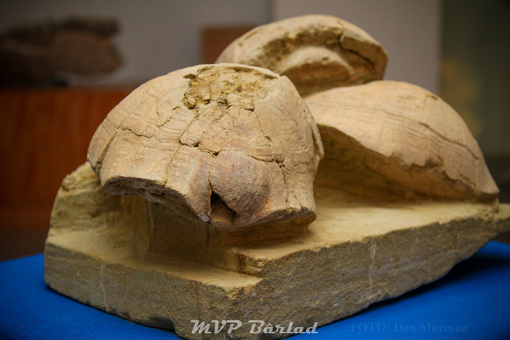 (Foto) Țestoasele de la Crețești, expuse la muzeu, după ample cercetări științifice. Au trăit acum 7 milioane de ani 3