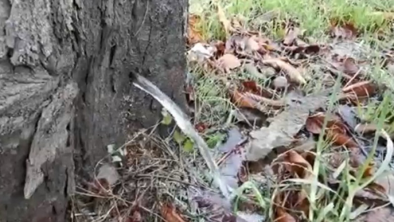 (Video) Dintr-un copac a început să curgă apă ca la robinet. Oamenii au crezut că este o ”minune” 1