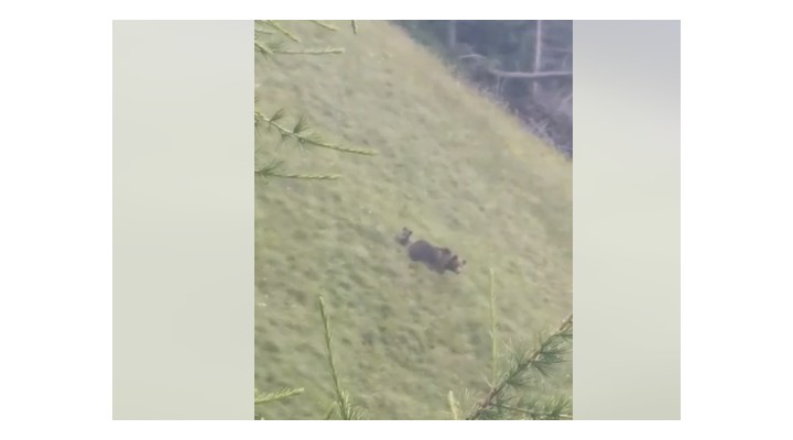 (Video) 13 turiști urmăriți de o ursoaică cu pui. „Timp de aproape o ora aceasta nu s-a depărtat de poteca turistica, chiar daca oamenii au făcut gălăgie” 1