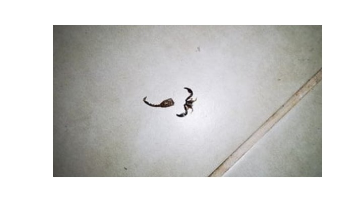 Sperietura trasă de un român în vacanță în Grecia. A găsit scorpioni în camera de cazare: „Aștept urgent o clarificare, fetița este speriată!” 1