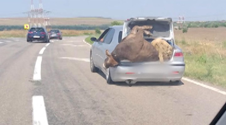 Imaginea zilei în România! Un șofer a înghesuit o vacă și un berbec în portbagajul mașinii 1