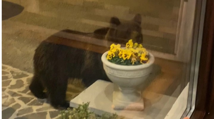(Video) Un urs a vrut să intre peste clienți într-un restaurant din Predeal. „Lasă mașina în pace. Stai că vine aici. S-a urcat pe ușă” 1