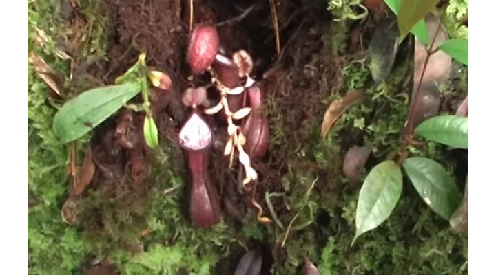 (Video) Descoperire inedită în Indonezia. Prima plantă carnivoră care prinde prada sub pământ 1