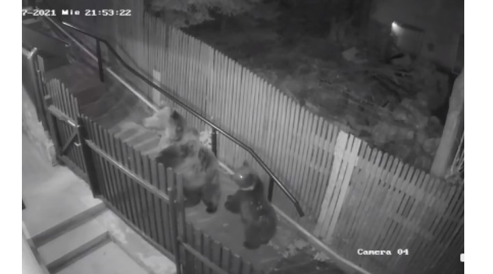 (Video) Tânără îngrozită alergată de doi urşi pe o străduță din Sinaia 1