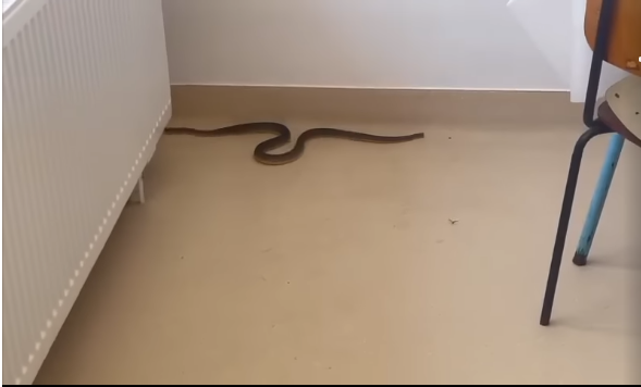 (Video) Invazie de șerpi. Unul de un metru a intrat într-un spital și s-a ascuns în sală de mese. Alții s-au ascuns chiar sub capota unor autoturisme 1