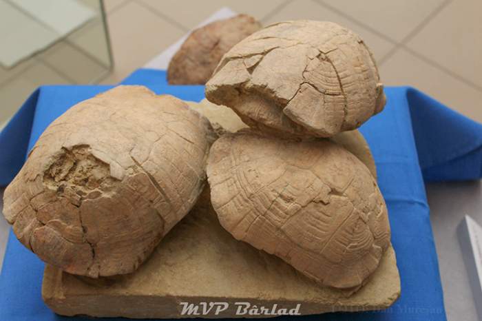 (Foto) Țestoasele de la Crețești, expuse la muzeu, după ample cercetări științifice. Au trăit acum 7 milioane de ani 4