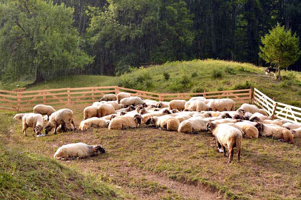 O haită de lupi a făcut prăpăd la o stână din Alba. 120 de oi au fost ucise! 1