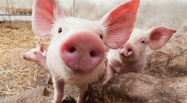 Noi Reguli pentru creșterea porcilor: nu mai pot fi hrăniți cu resturi alimentare 1