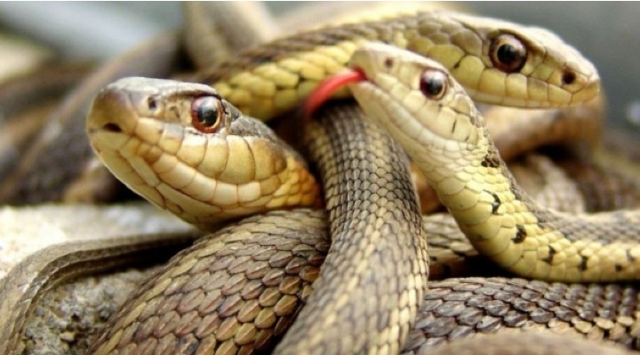 Românii care omoară șerpi riscă un an închisoare sau amendă penală de 60.000 lei 1