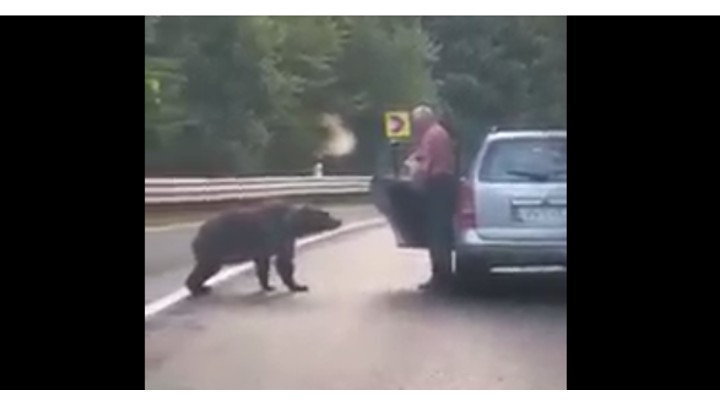 (Video) Un bărbat a oprit mașina pe marginea drumului și a hrănit un urs cu pâine 1